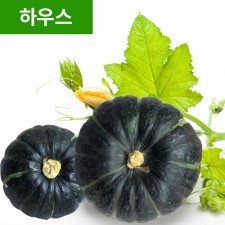 25년산 단호박 10kg (하우스)